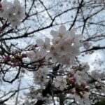 3月31日開花