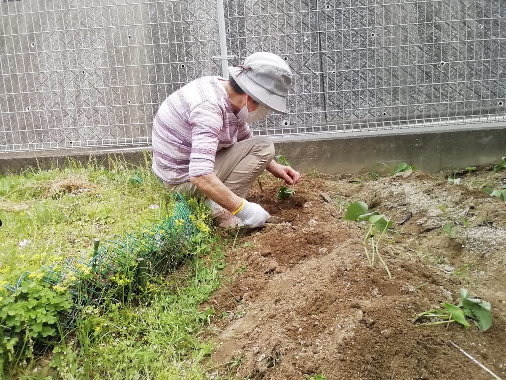 さつま芋 さつまいも 苗植え 介護施設 老人ホーム 太宰府 カルム太宰府 202506-3