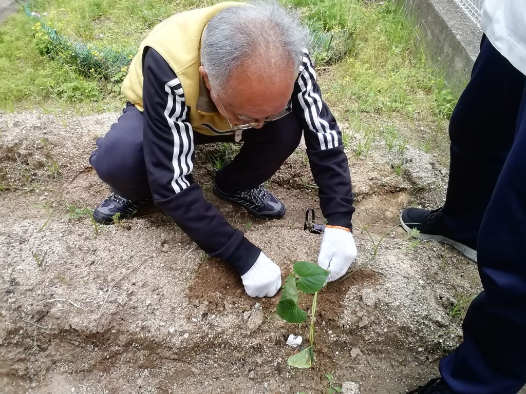 さつま芋 さつまいも 苗植え 介護施設 老人ホーム 太宰府 カルム太宰府 202506-1