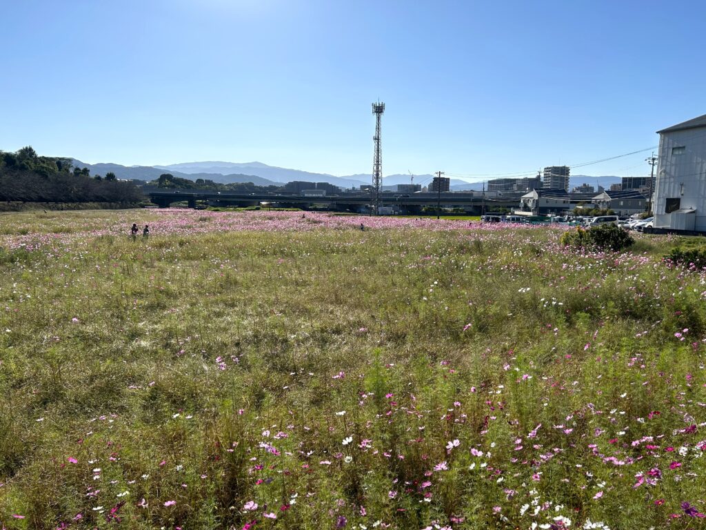 太宰府 老人ホーム カルム太宰府 コスモス 202511-1