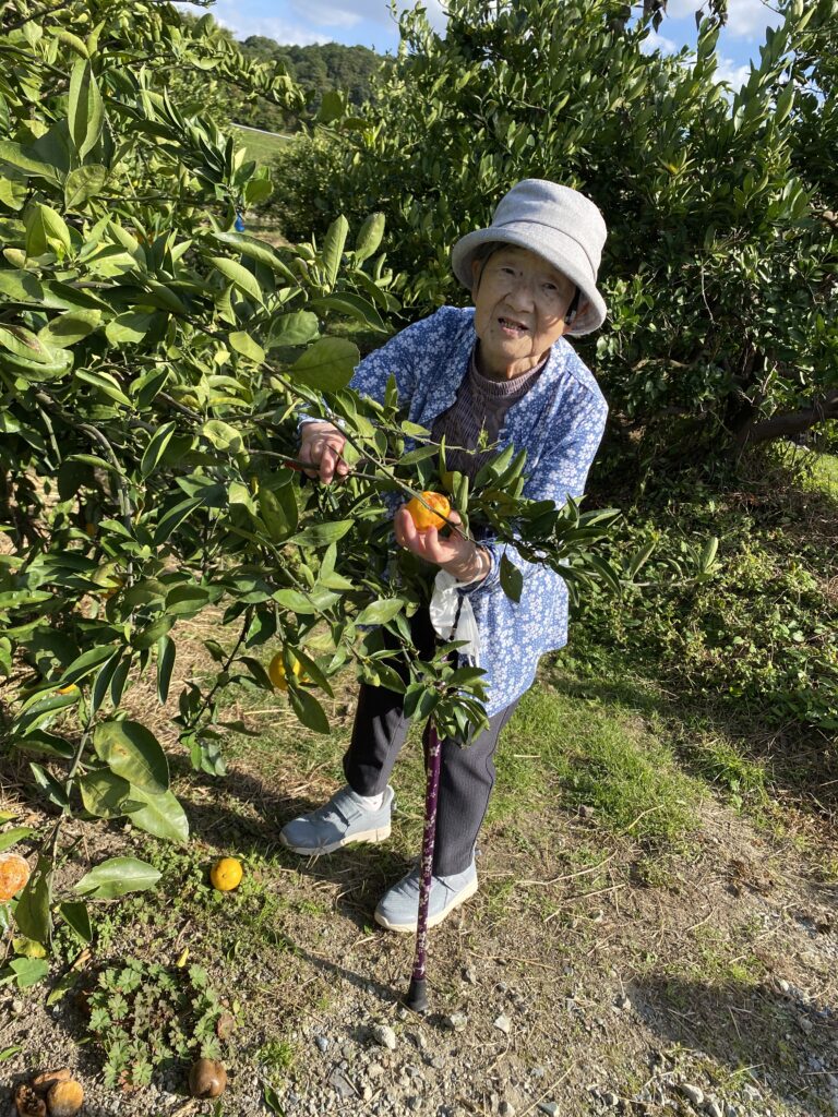 福岡農業高校へ柿狩り　福岡　介護施設　老人ホーム　カルム太宰府　202512-4