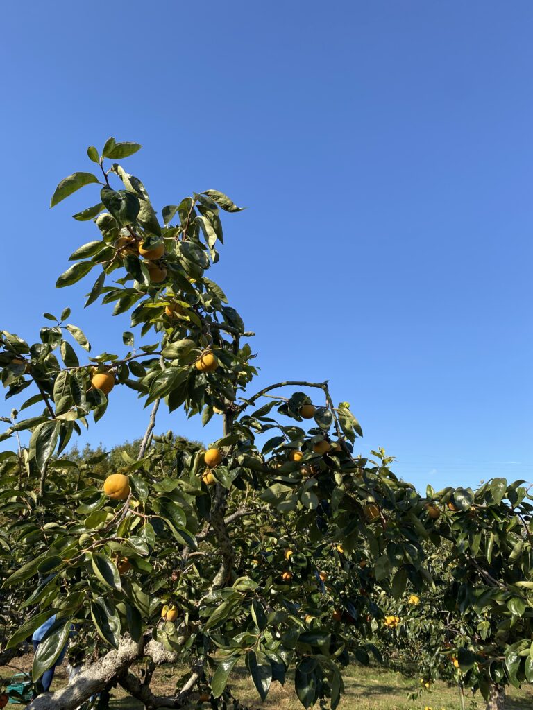 福岡農業高校へ柿狩り　福岡　介護施設　老人ホーム　カルム太宰府　202512-6