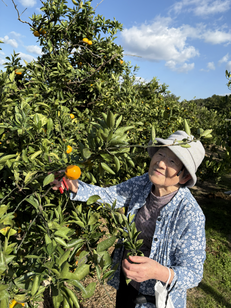 福岡農業高校へ柿狩り　福岡　介護施設　老人ホーム　カルム太宰府　202512-1