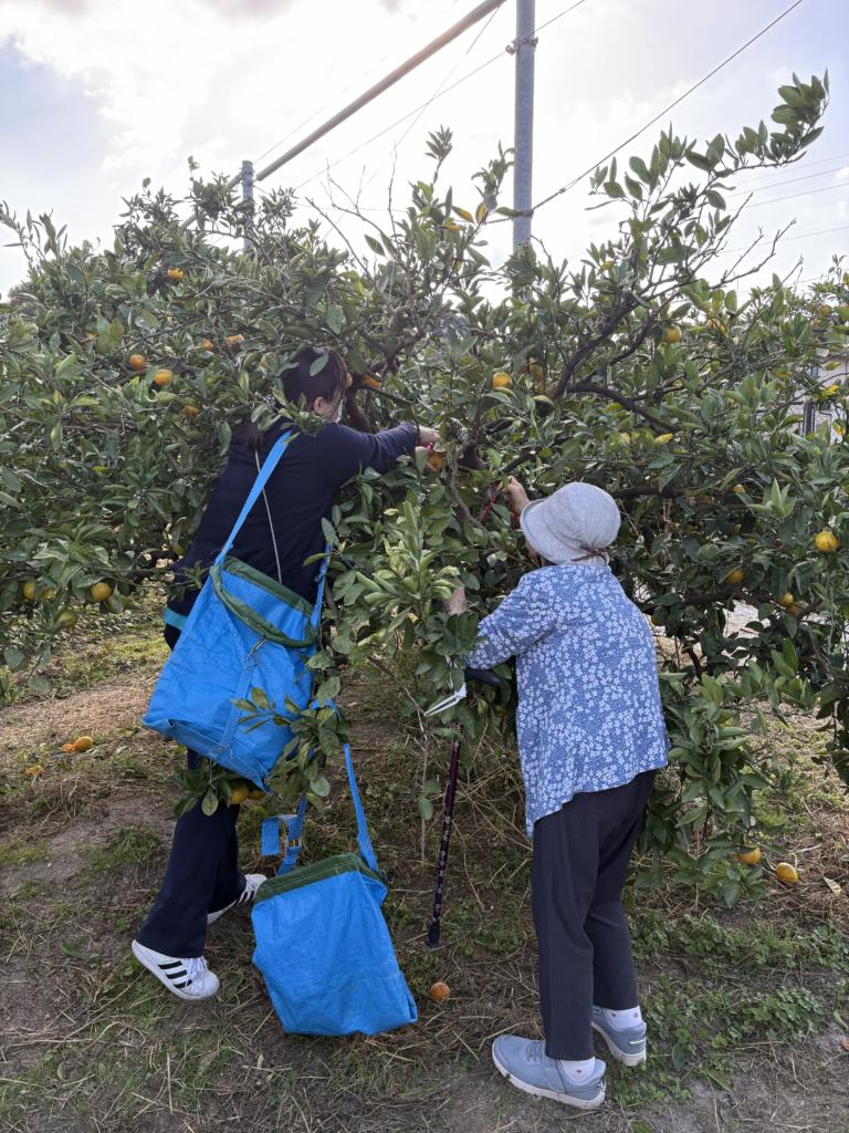 福岡農業高校へ柿狩り　福岡　介護施設　老人ホーム　カルム太宰府　202512-3