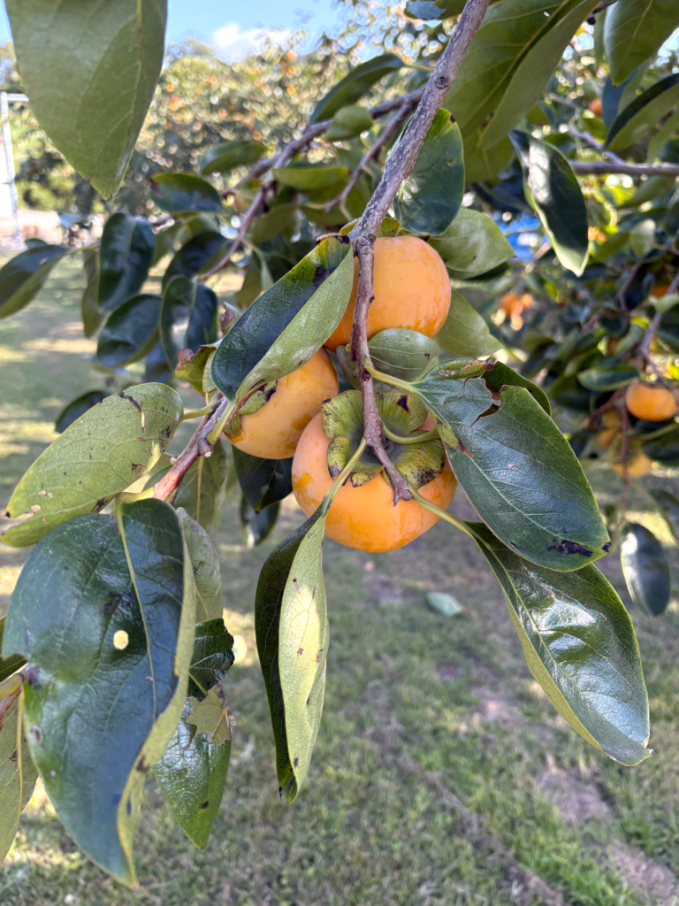 福岡農業高校へ柿狩り　福岡　介護施設　老人ホーム　カルム太宰府　202512-7