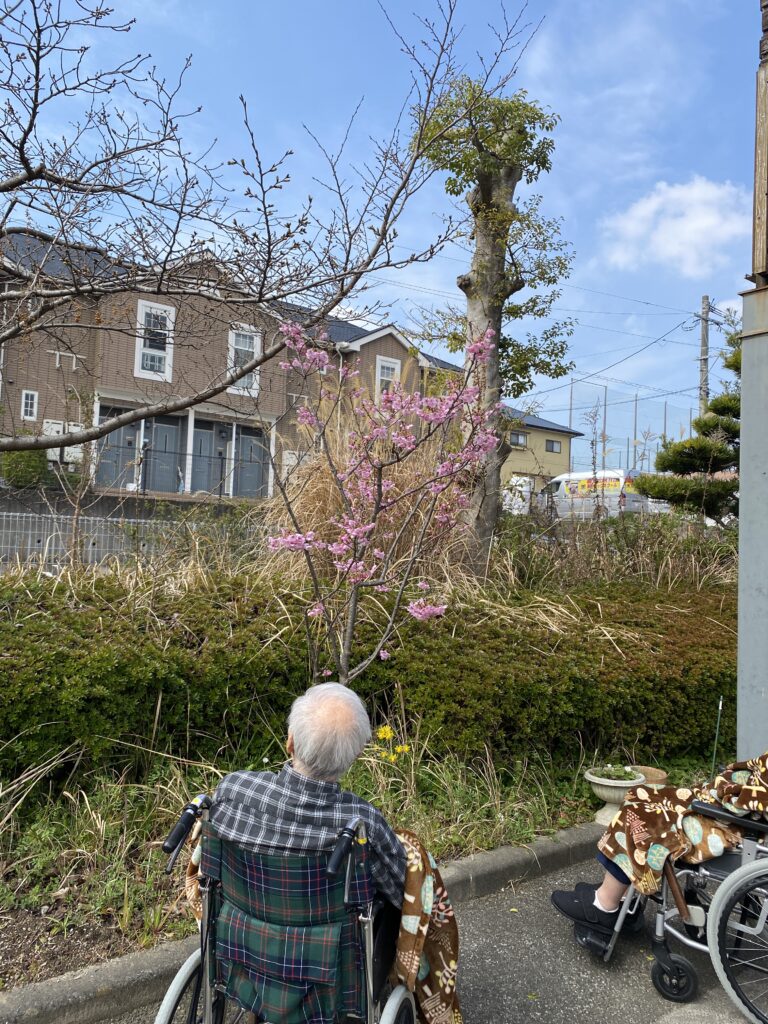 早咲きの桜ヒガンザクラが開花 　福岡　太宰府　介護施設　老人ホーム　カルム太宰府　202604-2