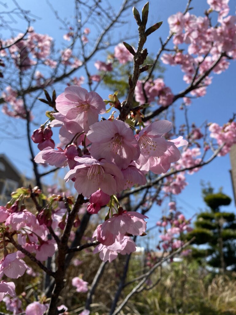 早咲きの桜ヒガンザクラが開花 　福岡　太宰府　介護施設　老人ホーム　カルム太宰府　202604-1
