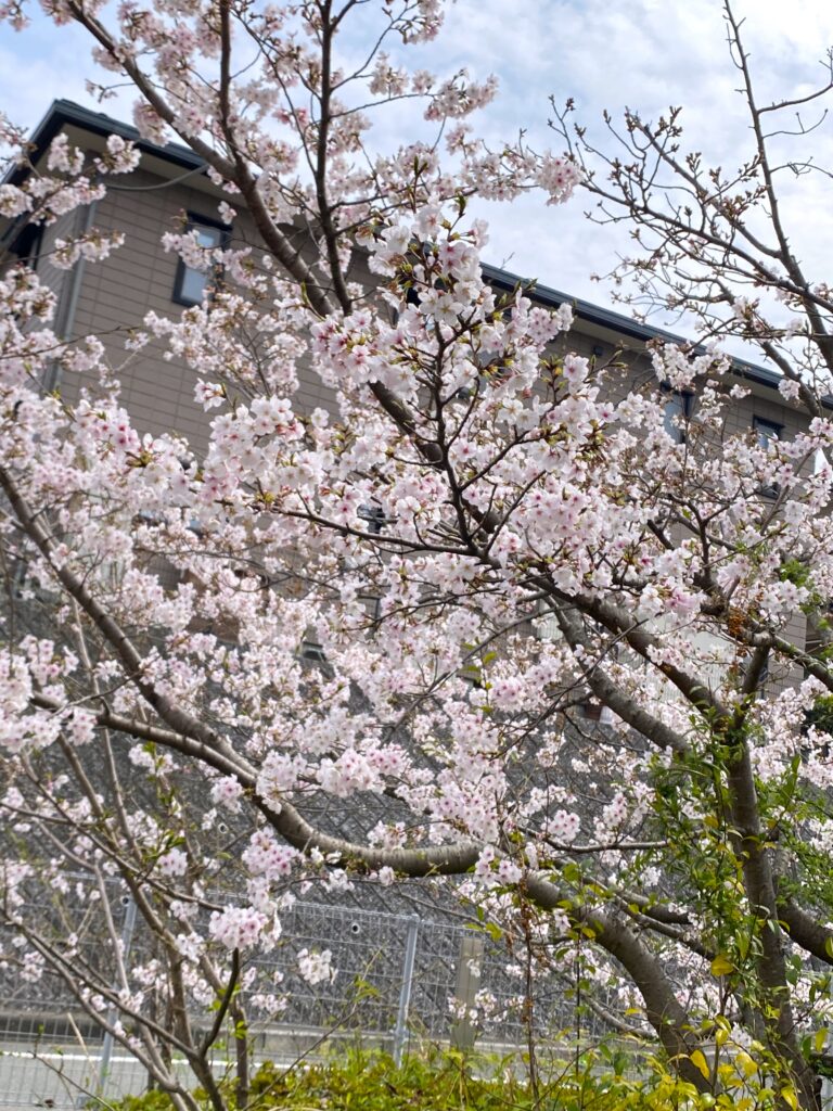 施設内でお花見イベント 介護施設 老人ホーム カルム太宰府 福岡 202604-1