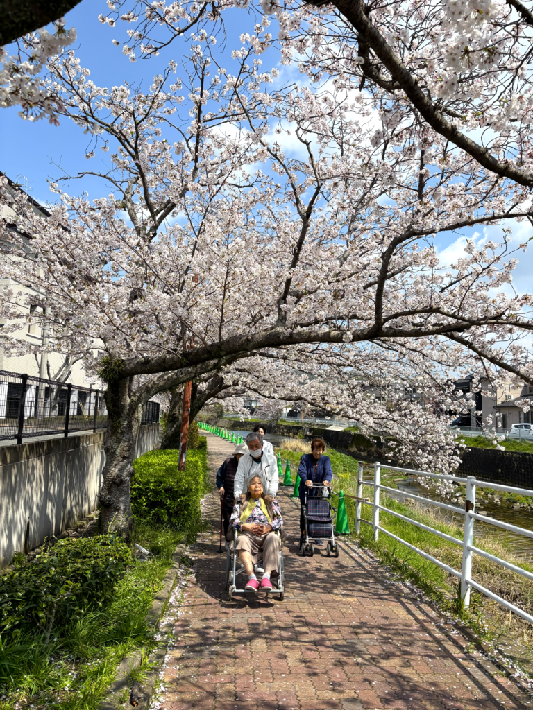 御笠川の桜並木　福岡　老人ホーム　介護施設　カルム太宰府　202604-6