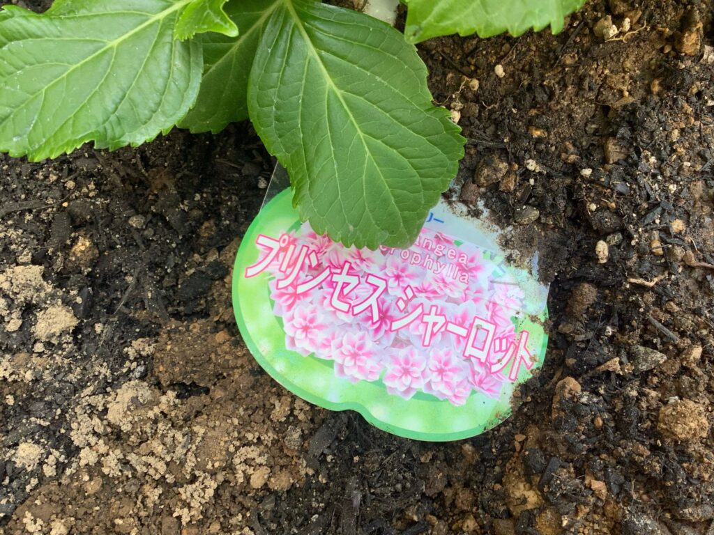 紫陽花 アジサイ タピアン 庭 季節の花 カルム泉佐野 大阪介護施設 202505-4
