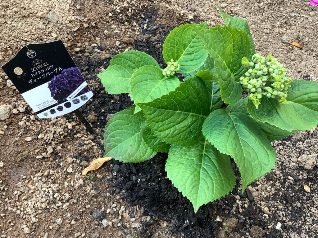 紫陽花 アジサイ タピアン 庭 季節の花 カルム泉佐野 大阪介護施設 202505-2