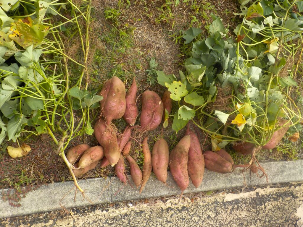 大阪　老人ホーム　介護施設　カルム泉佐野　芋ほり　202511-4