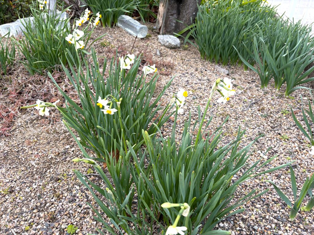 スイセン 水仙 春の訪れ 大阪 介護施設 老人ホーム カルム泉佐野 202602-4