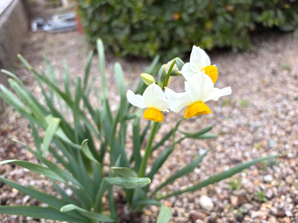 スイセン 水仙 春の訪れ 大阪 介護施設 老人ホーム カルム泉佐野 202602-2