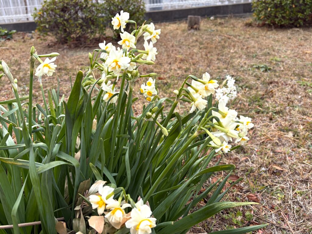 スイセン 水仙 春の訪れ 大阪 介護施設 老人ホーム カルム泉佐野 202602-1