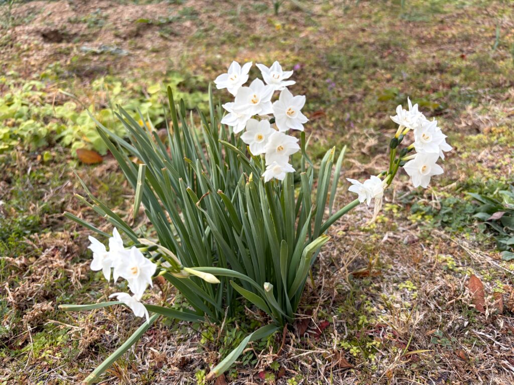 vスイセン 水仙 春の訪れ 大阪 介護施設 老人ホーム カルム泉佐野 202602-3