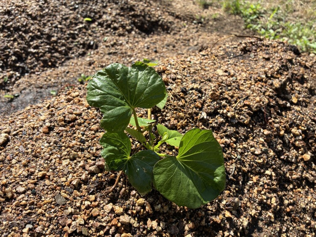 介護施設でさつまいも苗植え サステナビリティ 大阪 老人ホーム カルム泉佐野 202606-2