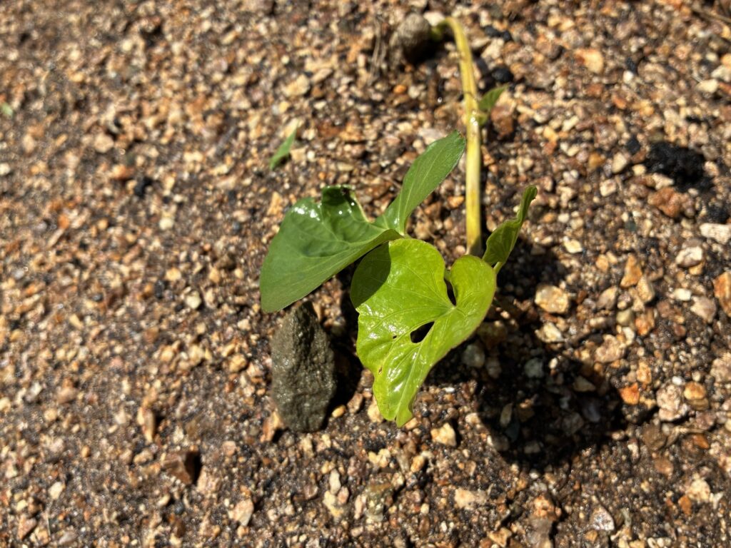 介護施設でさつまいも苗植え サステナビリティ 大阪 老人ホーム カルム泉佐野 202606-3