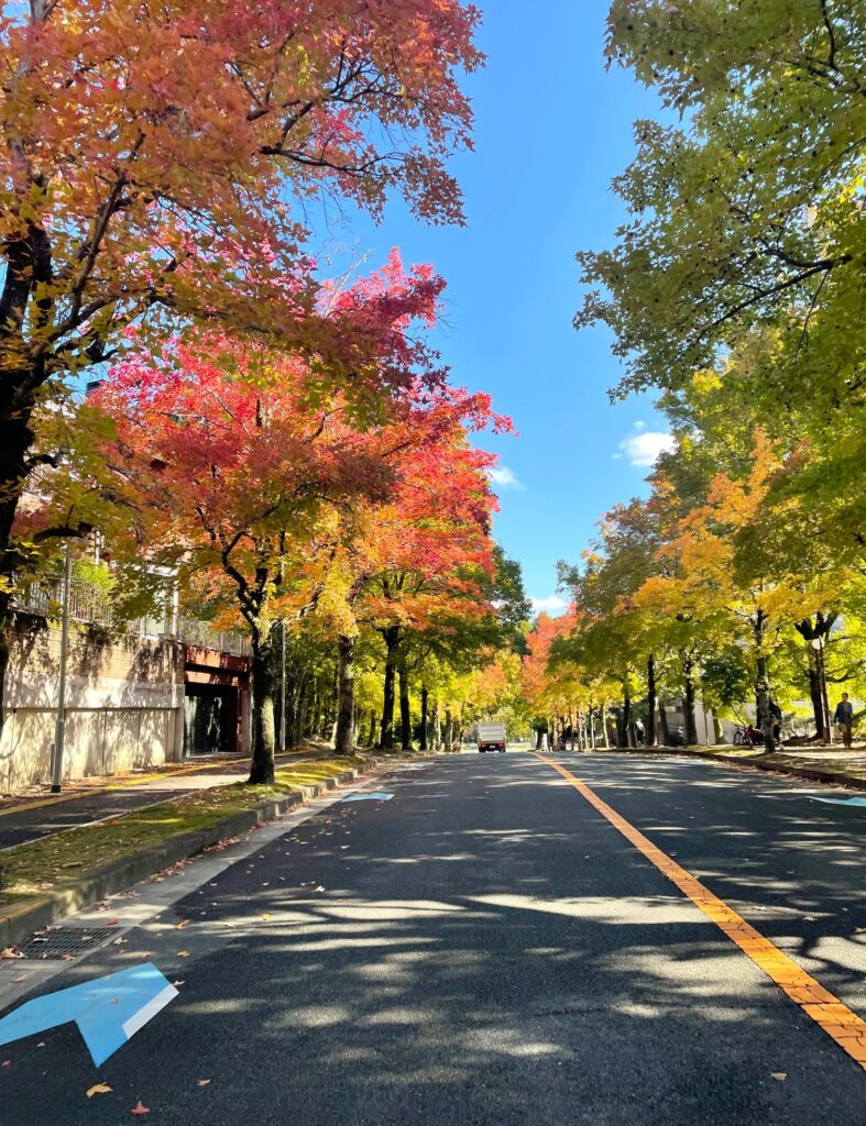 カルム桃山台　千里ニュータウン　イチョウ並木　三色彩道