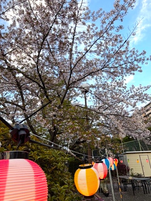 介護施設でお花見　大阪　老人ホーム　カルム桃山台　202604-2